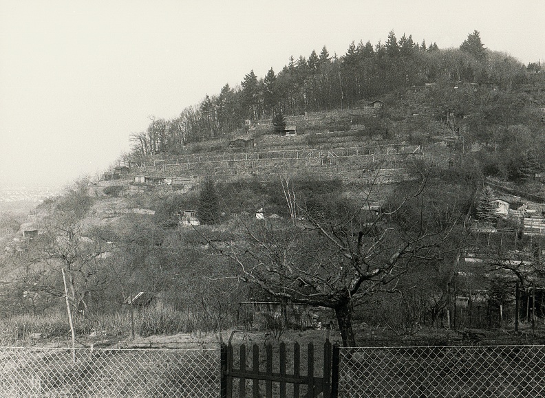 Der älteste Weinberg Nordbadens, römischen Ursprungs, im Norden von Handschuhsheim. Heute vorwiegend als Freizeitgärten genutzt. Aufnahme ca. 1980
Archiv Bild0346.jpg