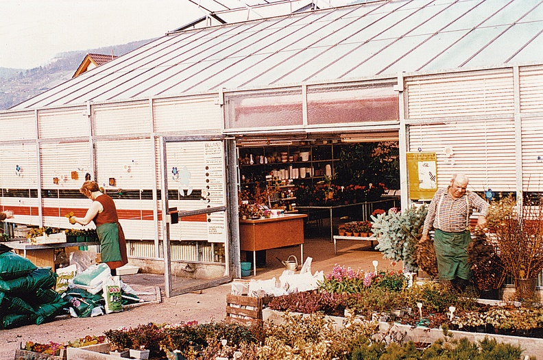 Anfang der 1980er Jahre zunehmende Bebauung der Handschuhsheimer landwirtschaftlichen Flächen, zunehmende Selbstvermarktung der Betriebe durch Direktverkauf ab Gewächshaus. Hier Gärtnerei Garrecht, Wiesenweg. Archiv Bild1376.jpg