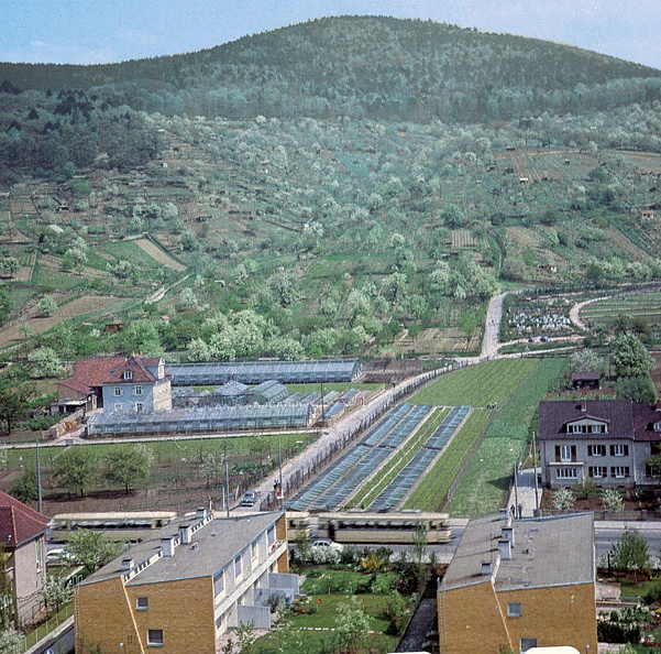 Luftbild mit Blick über die Dossenheimer Landstraße zum Steinberg, Anfang 60er Jahre. Links alleinstehend Gärtnerei Nelken-Bechtel am unteren Blütenweg, der Dallgarten ist noch Feldweg.
Aufnahme: Peter Heß/Elisabeth Heß Friedensstraße Bild2422.jpg